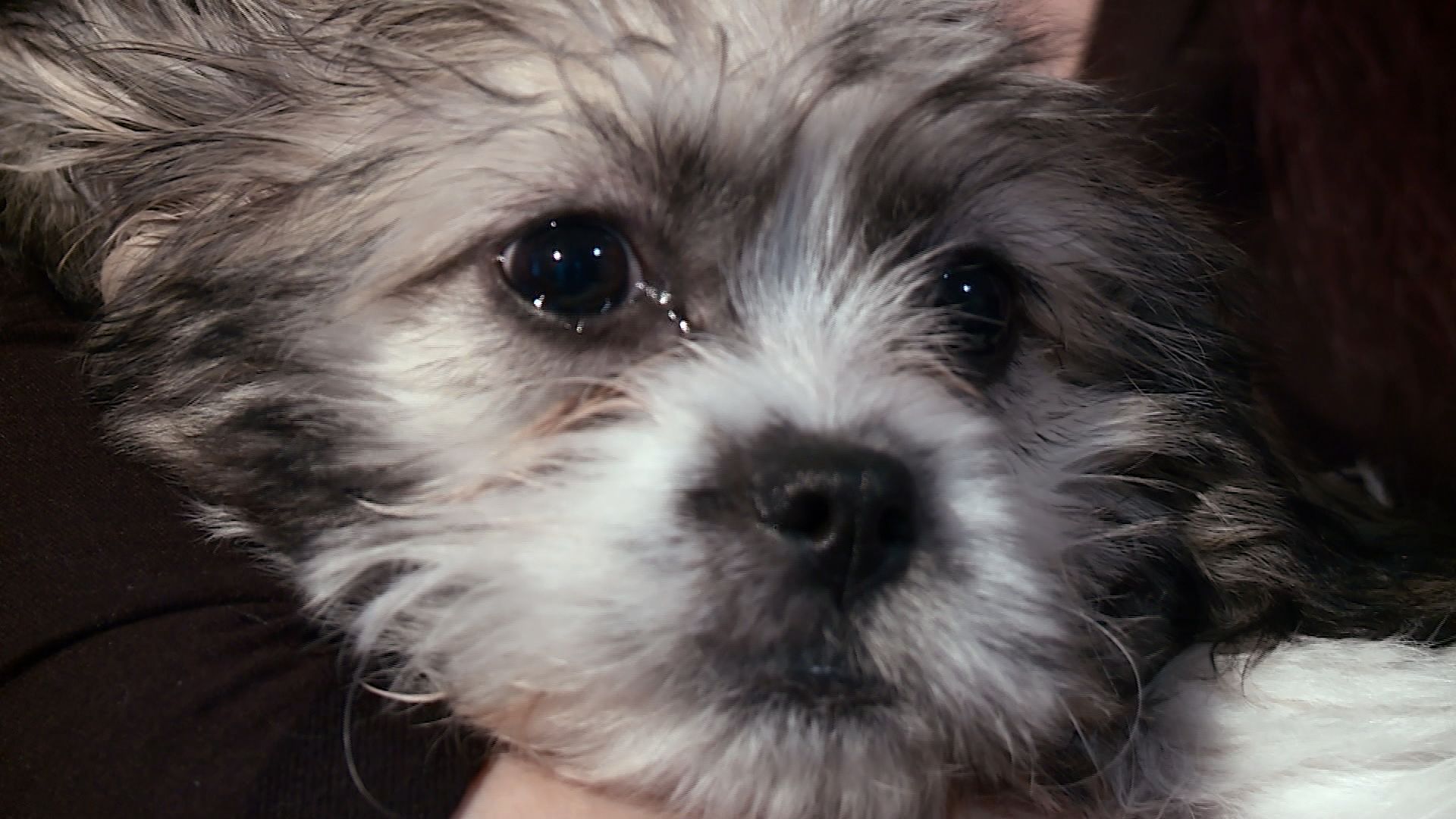 KARE 11 Investigates Pet Breeder Inspections Kept Secret Kare11